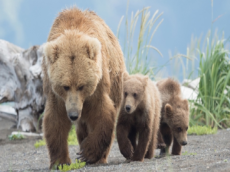 毓璜顶试管取卵（试管燕窝播种网）